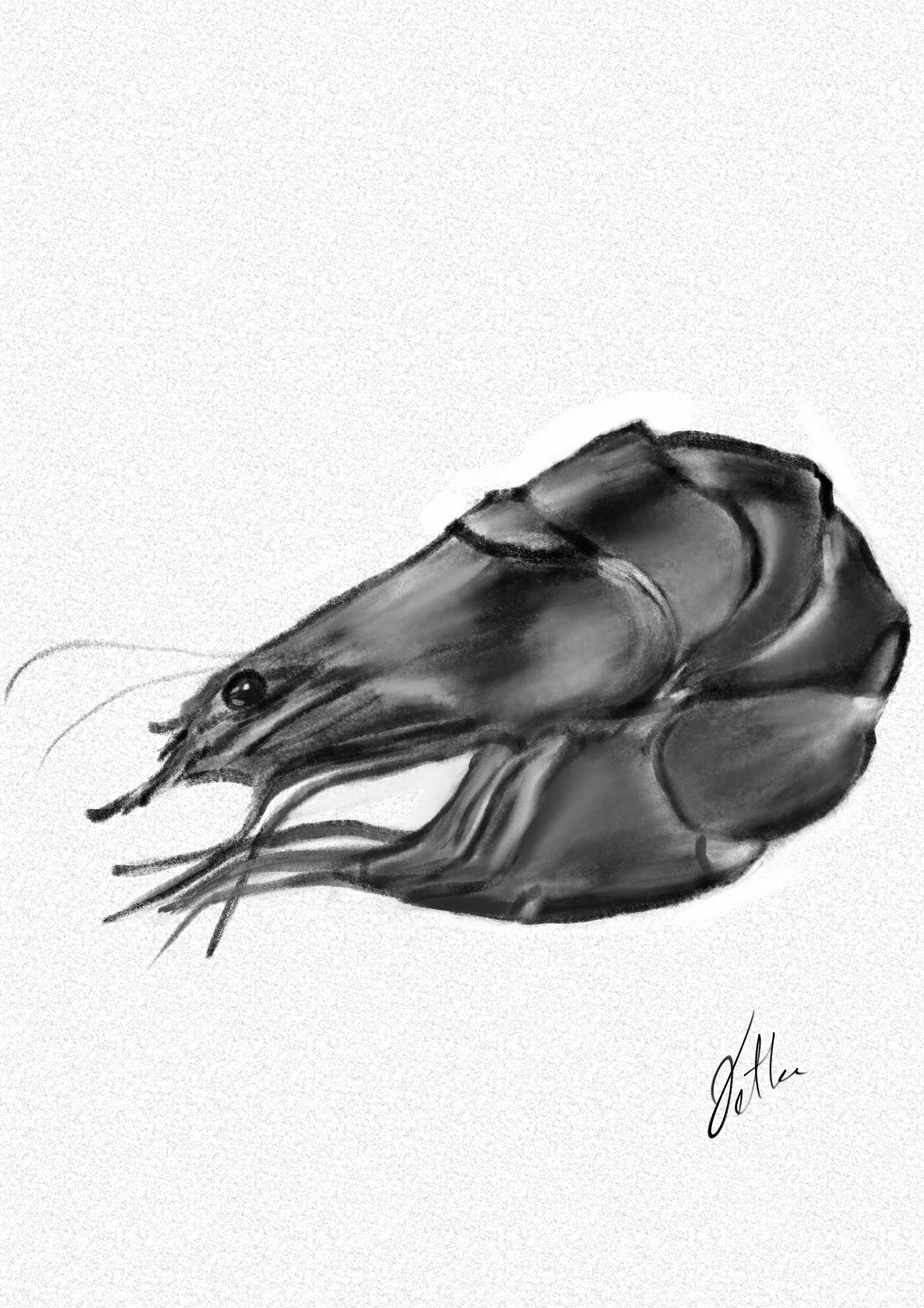 Shrimp
